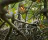 KirmsPhotography.com Green Heron-2